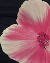 Aquarell Floral Schwarz und Rosa
