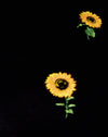 Zickige Sonnenblume