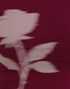 Burgunderrot Verschwommene Rose