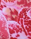 Orchidee Rosa