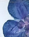 Elfenbein mit blauer Orchidee