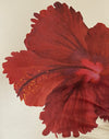 Hibiskus Buttermilch