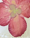 Elfenbein mit rosa Orchidee