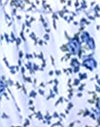 Blaue Blumenkette