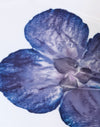 Elfenbein mit blauer Orchidee