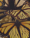  Schmetterling Gold