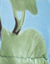 Unscharfes Orchideenblau