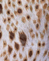 Sandleopard