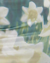 Digi-Blume