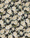  Aster Schwarz
