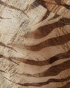  Tiger Braun